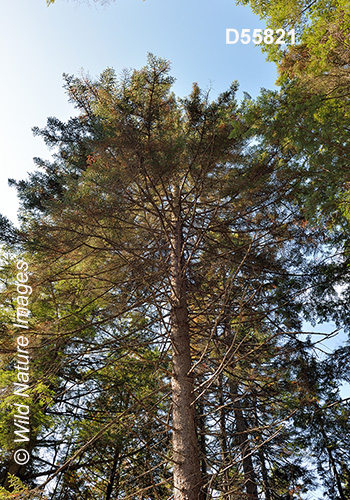 Red Spruce (Picea rubens)